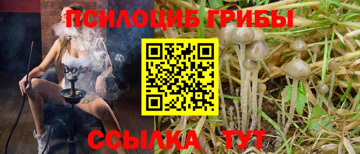 Галлюциногенные грибы прущие грибы  Псилоцибиновые грибы Psilocybe  Чернушка  Вход с VPN 